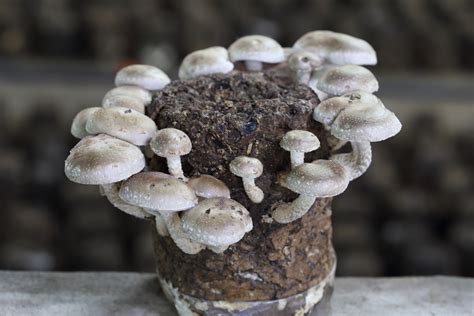 time  grow shiitake mushrooms southeast agnet