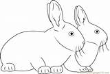 Coloring Rabbits Coloringpages101 sketch template