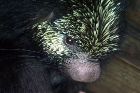 File Mexican Hairy Porcupine 1  Wikimedia Commons