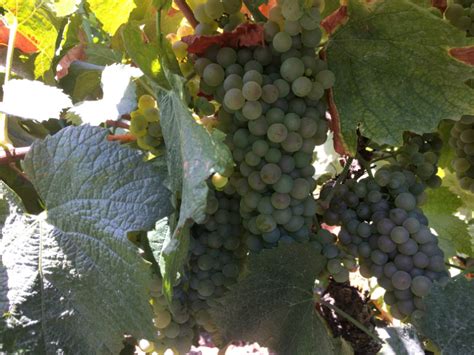 wine grape harvest begins calif growers face ongoing farmworker