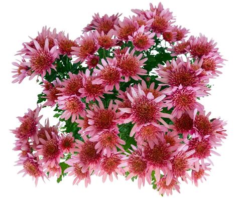 roze chrysant stock foto image  seizoen najaar roze