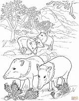 Coloring Pages Javelina Wild Pigs Pig Peccaries Printable Hog Desert Supercoloring Peccary Boar Animal Animals Colouring Color Drawing Adult Sheets sketch template