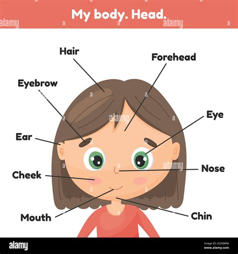 vector illustration face  cute girl poster head parts  leaning anatomy  kids stock