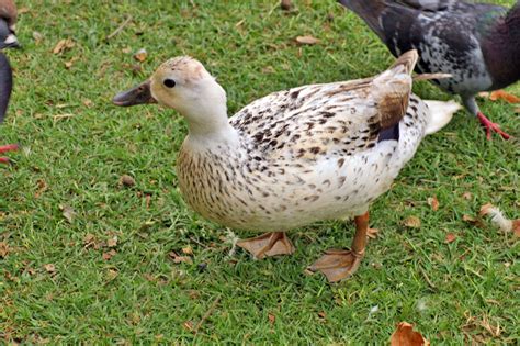 Welsh Harlequin Ducks A Fowl S Home