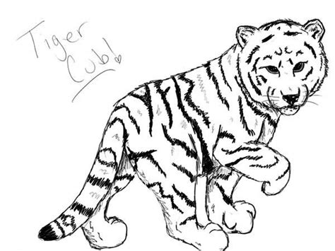 nice sketch  white tiger cub coloring page  print