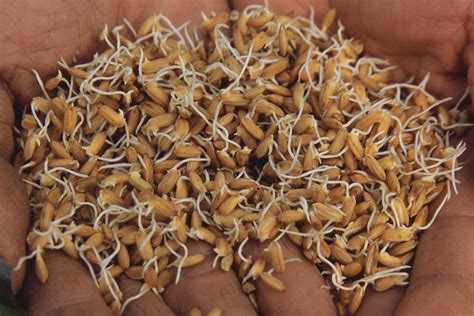 sprouted grains      eating  health