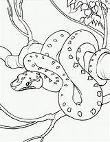 Coloring Snake Pages sketch template