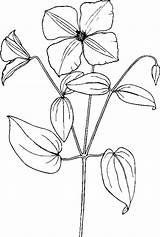 Clematis Sampaguita Drawing Flower Clip Coloring Clipart Wildflower Pages Vector Svg Drawings Cliparts Plant Tulip Easy 33kb Getdrawings Kids Tag sketch template