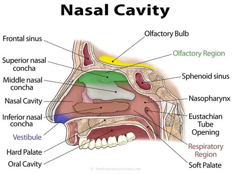 nasal cavity definition anatomy functions diagrams