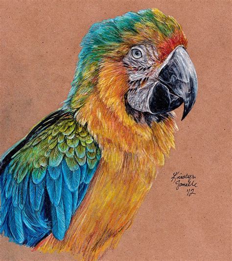 vibrant  kristynjanelle  deviantart bird drawings parrots art