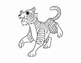 Tigre Bengala Tigres Colorare Colorear Reale Bengale Dibuix Disegni Dibuixos Acolore Selva Coloritou sketch template
