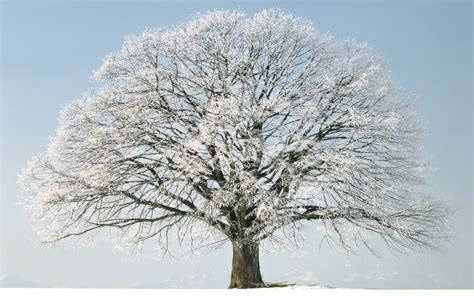 snow tree winter wallpaper