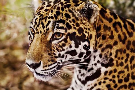jaguar tier steckbrief fuer kinder schule