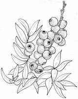 Blueberry Blueberries Webstockreview Specimen sketch template