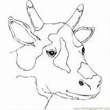 Cow Head Coloring Spotty Pages Printable Getcolorings Print Colo Visit Getdrawings sketch template