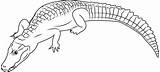 Caiman Coloring Pages Alligator Cuvier Coloringpages101 Designlooter Caimanes Color Template Sketch 22kb 365px sketch template