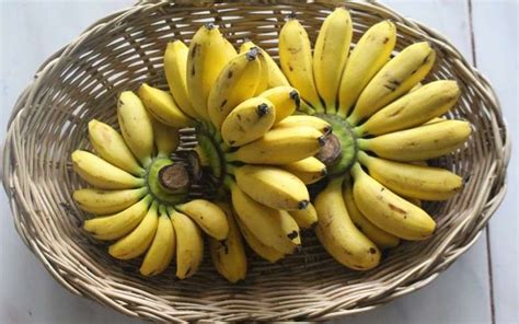 mengenal hama penyakit pisang   pengendaliannya agrozine
