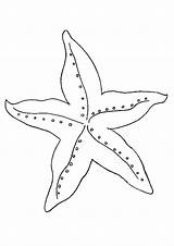 Starfish Coloring Pages Printable Kids Template Print Basic Beach Momjunction Drawing Sheet Story Colouring Outline Color 3d Choose Board sketch template