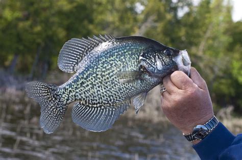 white crappie  black crappie