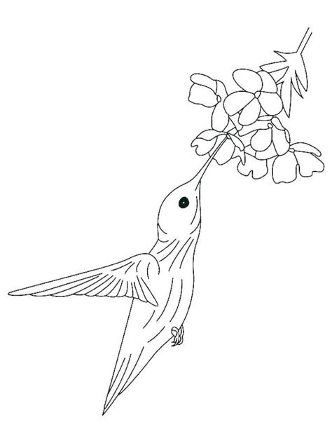 printable hummingbirds coloring pages  coloring sheets animal