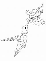 Hummingbirds sketch template