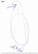 Draw Penguin Humboldt Step Drawing Retinas Beak Nails Edge Middle Animals sketch template