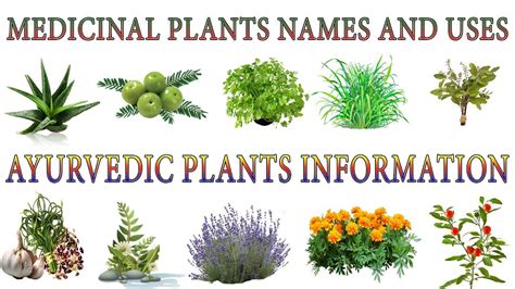 medicinal plants     ayurvedic plants names medicinal herbs   grow youtube