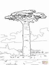Baobab Coloring Tree Pages Printable African Trees Grandidier Drawing Supercoloring Leaves Colouring Africa Crafts Color Simple Madagascar Outline Baobabs Drawings sketch template