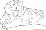 Coloring Tiger Coloringpages101 sketch template