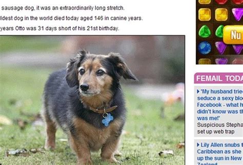 werelds oudste hond overleden aan tumor het belang van limburg