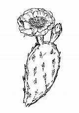 Opuntia Cactus Prickly Pear Euphorbia Drawing Flower Clipart Coloring Humifusa Eastern Plant Cacti Outline Go Drawings Line Diagram Succulent Flowers sketch template