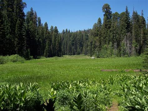 images  sequoia national park california  pinterest