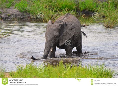Elephant Bathing At River Stock Image Image Of National