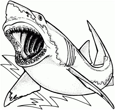 awesome great white shark coloring page  printable coloring pages