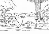 Dackel Malvorlage Ausmalbild Malvorlagen Hunde öffnen Großformat sketch template