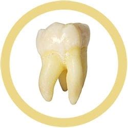 tooth molar