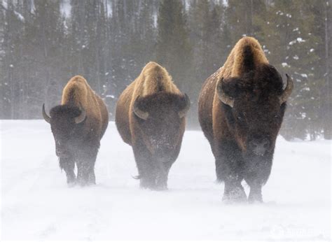 The Wildlife Of Yellowstone National Park In Winter