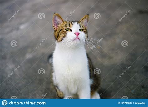 cat thai thai eye yellow cat white body with tiger stock image image of eyes abandoned