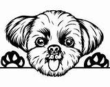 Shih Tzu Peeking Puppy Chihuahua Cricut Shitzu Dogs Hound sketch template
