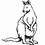 Kangaroo Coloring Printable Clipartmag Pages sketch template