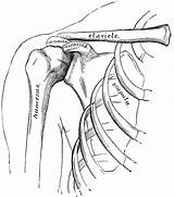 Shoulder Bones Anatomy Arm Clipart Hand Shoulders Clip Coloring Pages Drawings Body Sketch Template Etc Original System Usf Edu Tiff sketch template