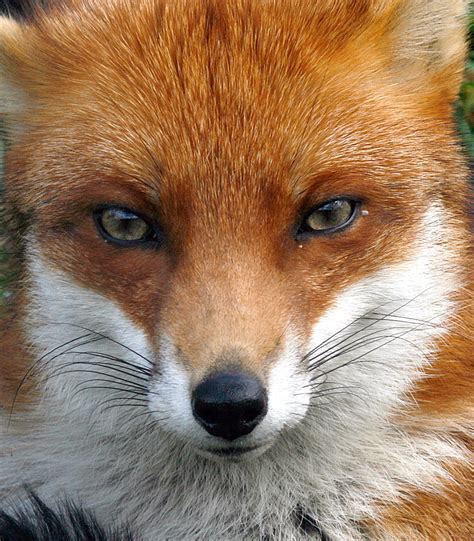 fox face chris smart flickr