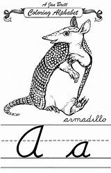Coloring Armadillo Alphabet Traditional Janbrett Printable Cursive Pages Click Subscription Downloads Modern Print sketch template