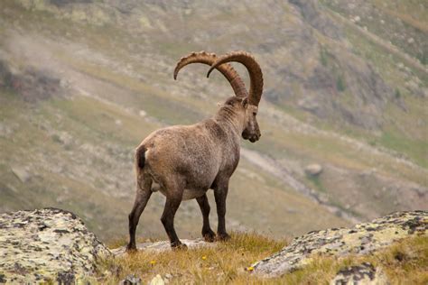 brown ram alpine ibex goat mountains hd wallpaper wallpaper flare