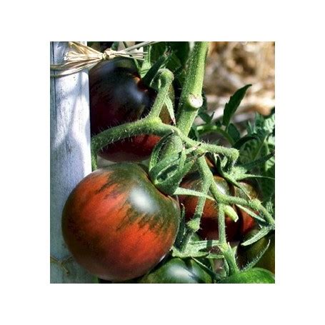 plant de tomate berao noire