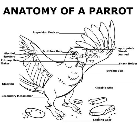 parrot papagan
