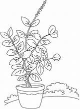 Basil Plant Coloring Drawing Parts Vase Herbs Pages Color Kids Printable Drawings Tulasi Getcolorings Getdrawings Paintingvalley Print Explore Label sketch template