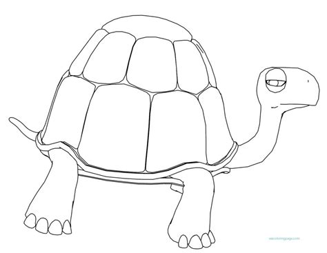 turtle coloring page wecoloringpagecom
