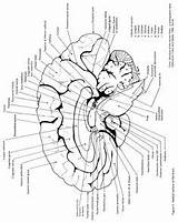 Anatomy Nerves sketch template