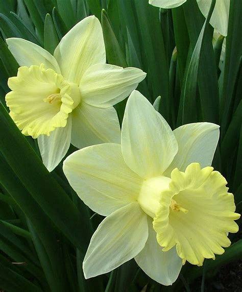 Narcissus December Birth Flower In Turqoise December